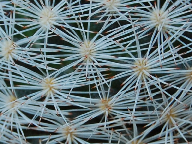 Mammillaria wohlschlageri 6424-212