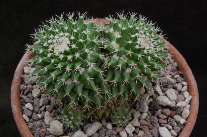 Mammillaria knippeliana 8077-211