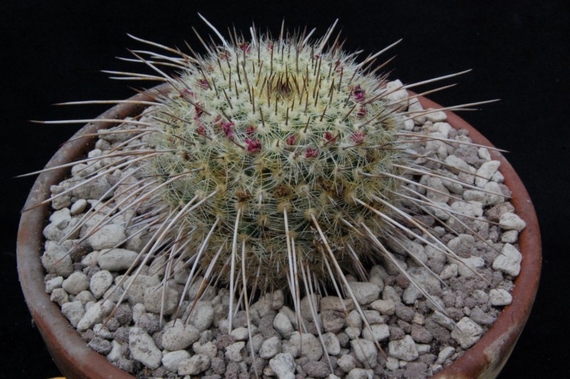 Mammillaria varieaculeata 8152-210