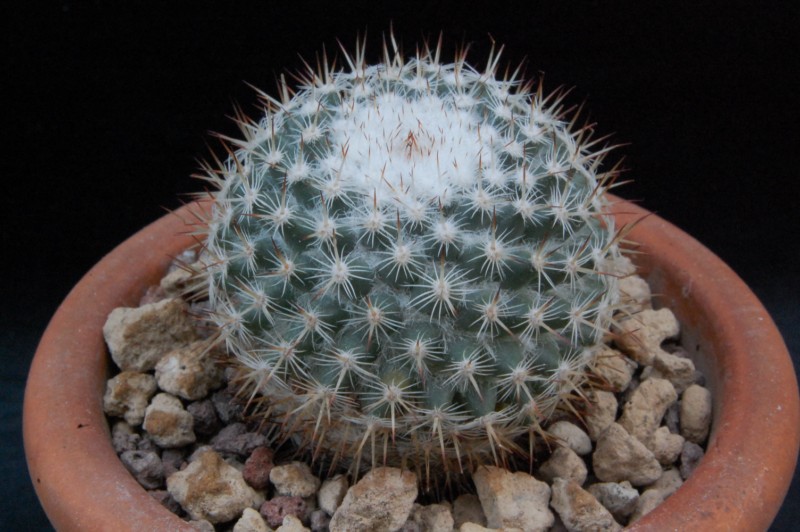 Mammillaria elegans 8232-210