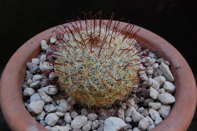 Mammillaria jaliscana 8262-210