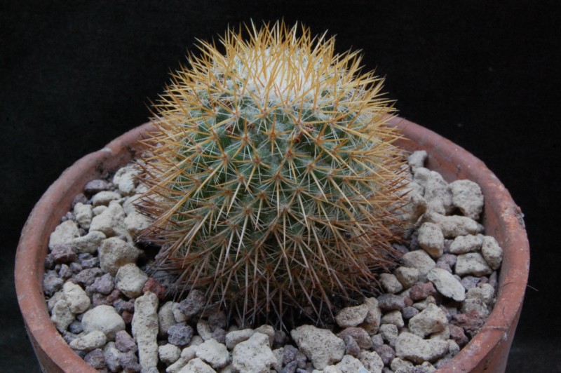 Mammillaria rhodantha 8439-210