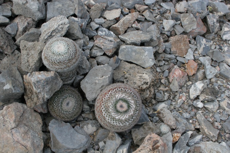 Mammillaria chionocephala Img_0512