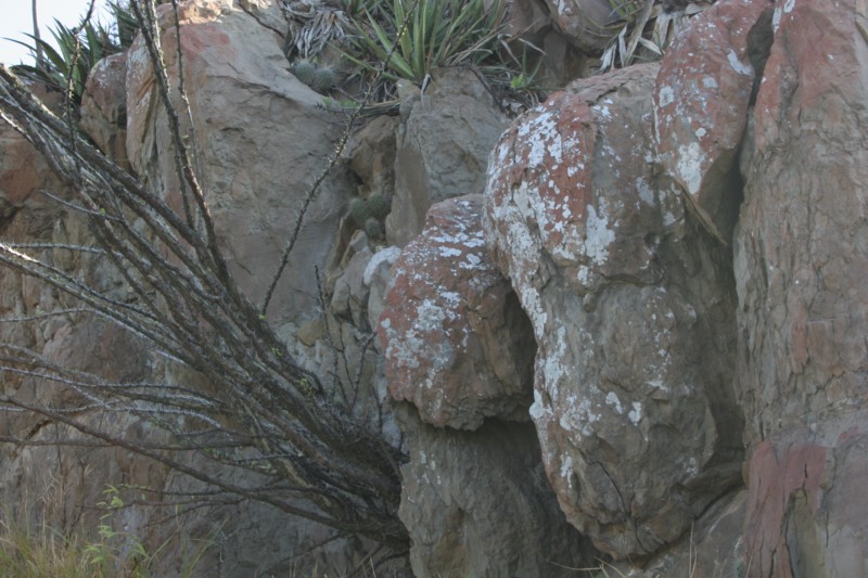 Mammillaria plumosa Img_0715