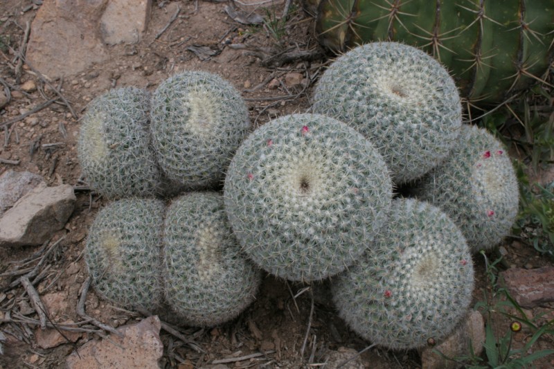 Mammillaria muehlenpfordtii Img_1012