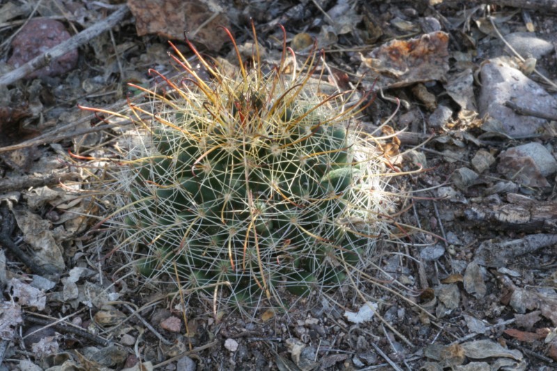 Mammillaria mainiae Img_1812