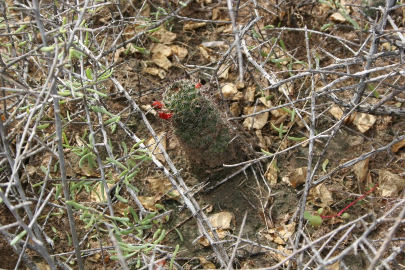 Mammillaria sheldonii Img_1910