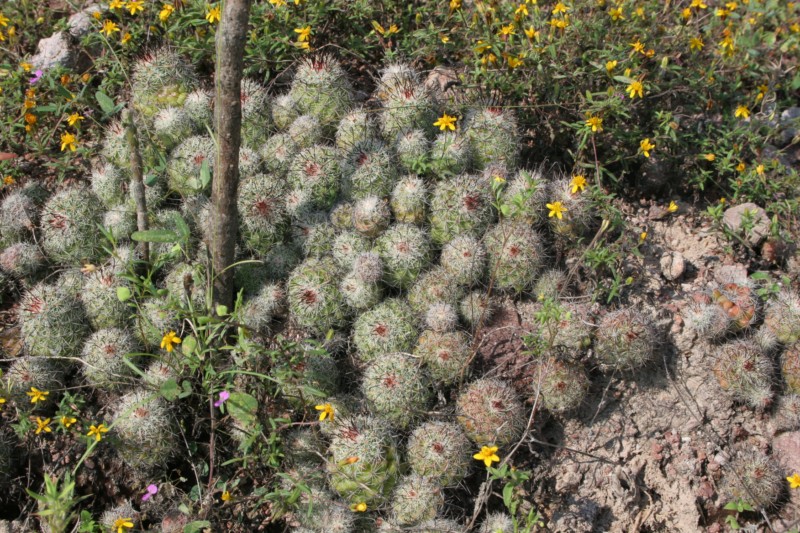 Mammillaria beneckei Img_2023