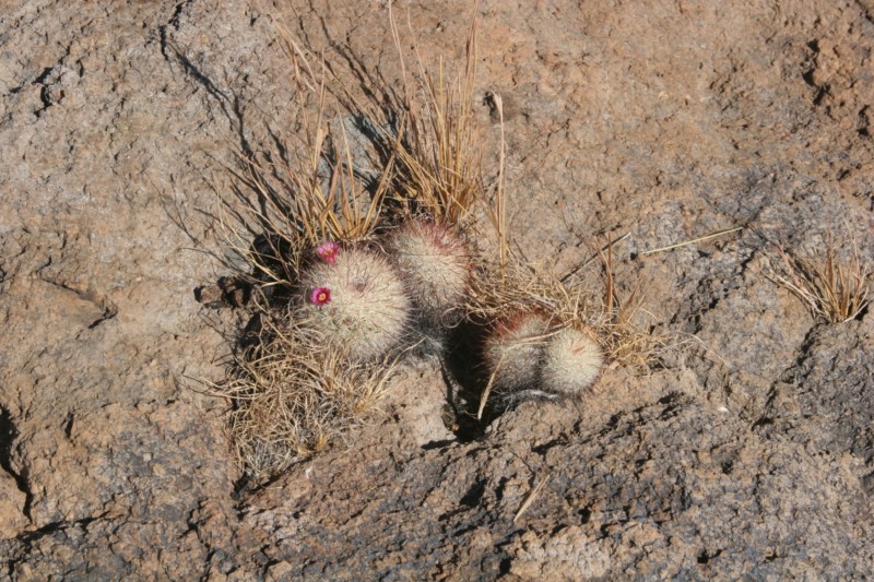 Mammillaria jaliscana Img_4619