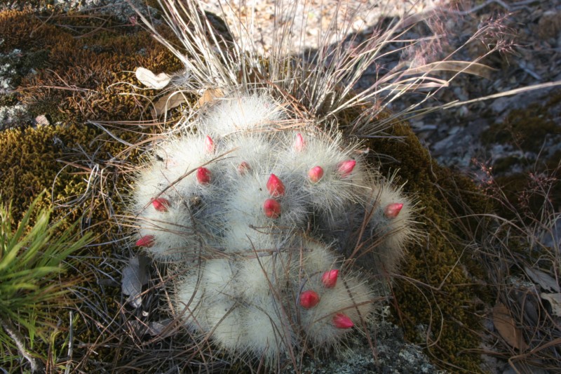 Mammillaria senilis Img_4810