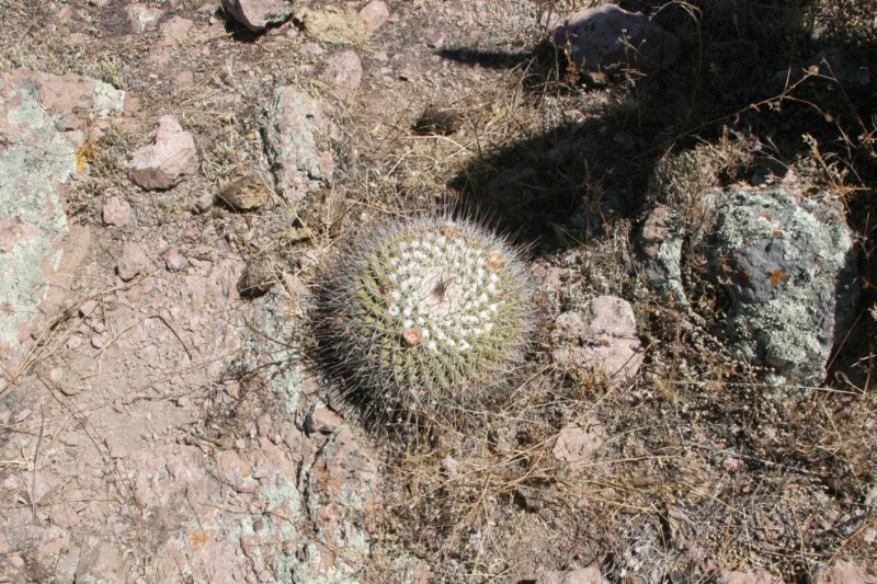 Mammillaria papasquiarensis Img_5018