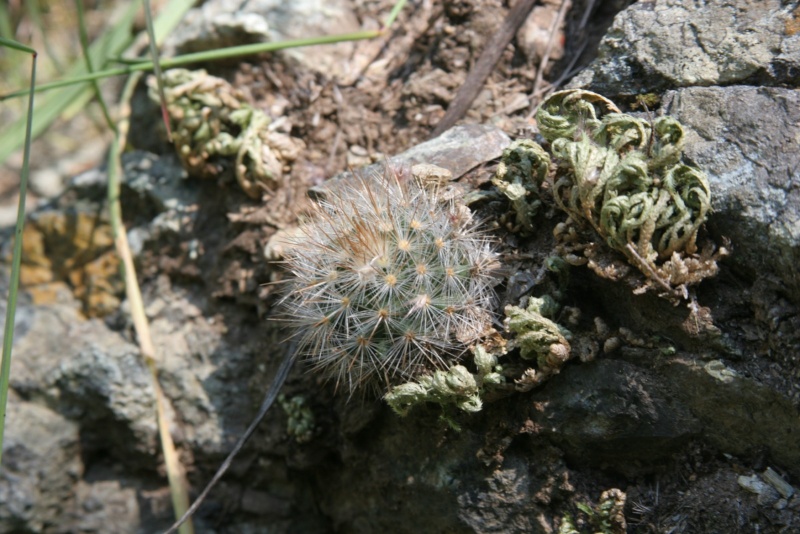 Mammillaria laui Img_6218