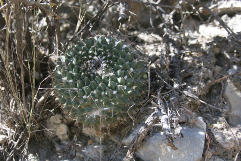 Mammillaria melanocentra Img_6418