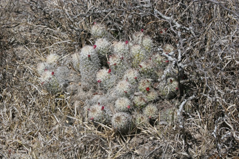 Mammillaria sphacelata Img_7124