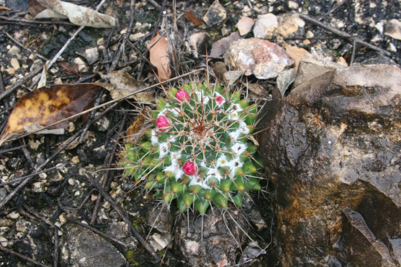 Mammillaria compressa Img_7315