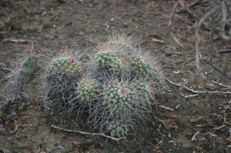 Mammillaria compressa Img_7318