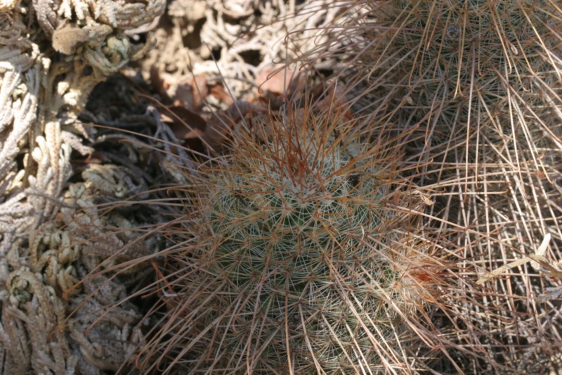 Mammillaria magnifica Img_8235