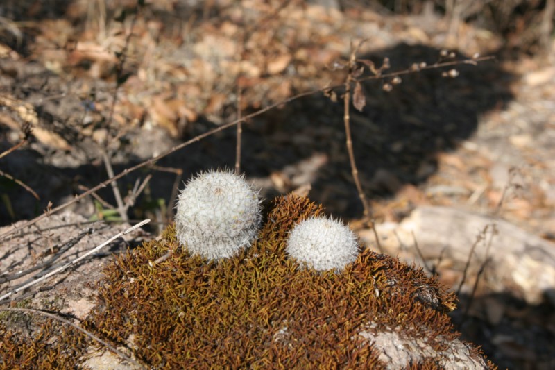 Mammillaria noureddineana Img_8311