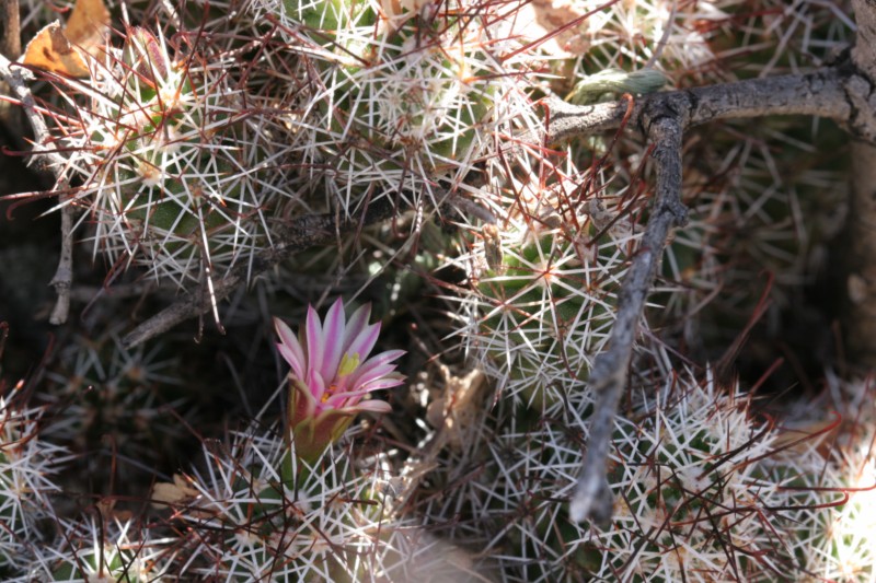 Mammillaria tonalensis Img_8432