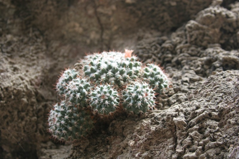 Mammillaria scrippsiana Img_8522