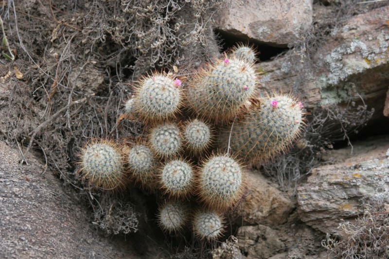 Mammillaria bombycina Img_8627