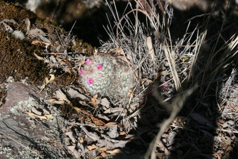 Mammillaria bombycina Img_8639