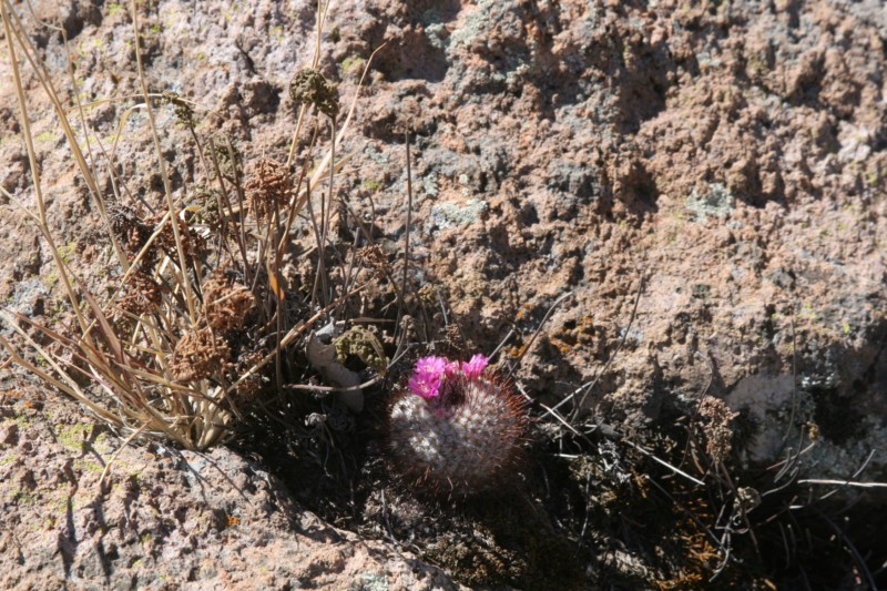 Mammillaria bombycina Img_8650