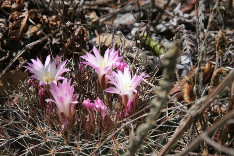 Mammillaria melanocentra Img_8743