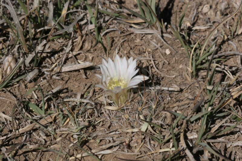 Mammillaria weingartiana Img_8829