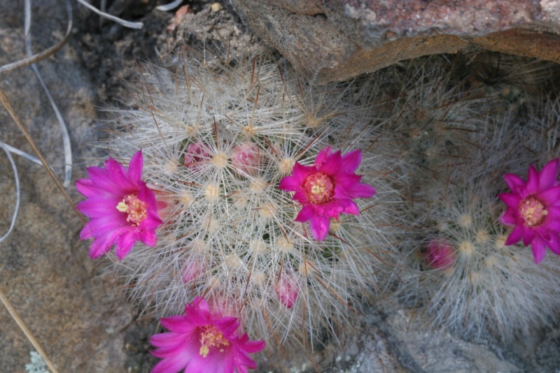 Mammillaria laui Img_8916