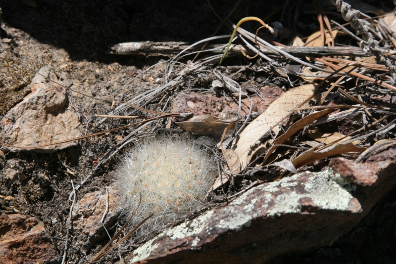 Mammillaria laui Img_8919