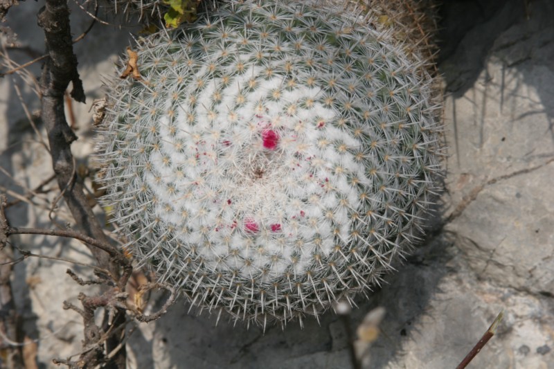 Mammillaria albata Img_9011