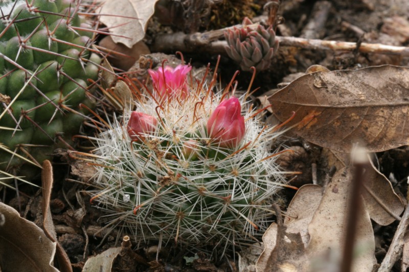 Mammillaria erythrosperma Img_9014