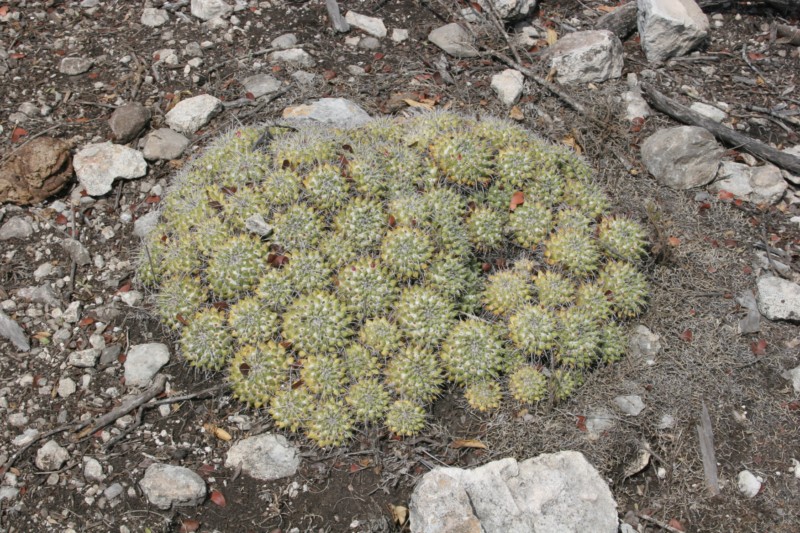 Mammillaria compressa Img_9029