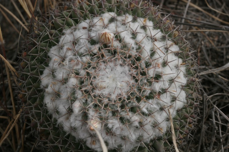 Mammillaria eumorpha Img_9039