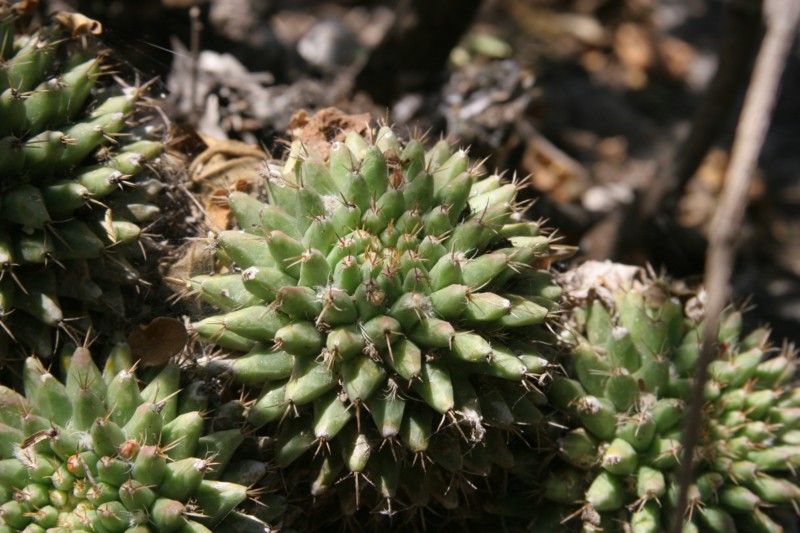 Mammillaria seitziana Img_9211