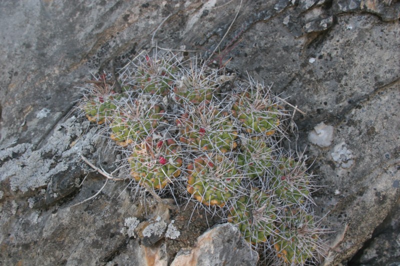 Mammillaria compressa Img_9421