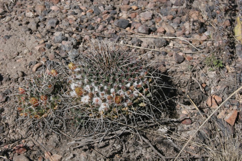 Mammillaria magnimamma Img_9527