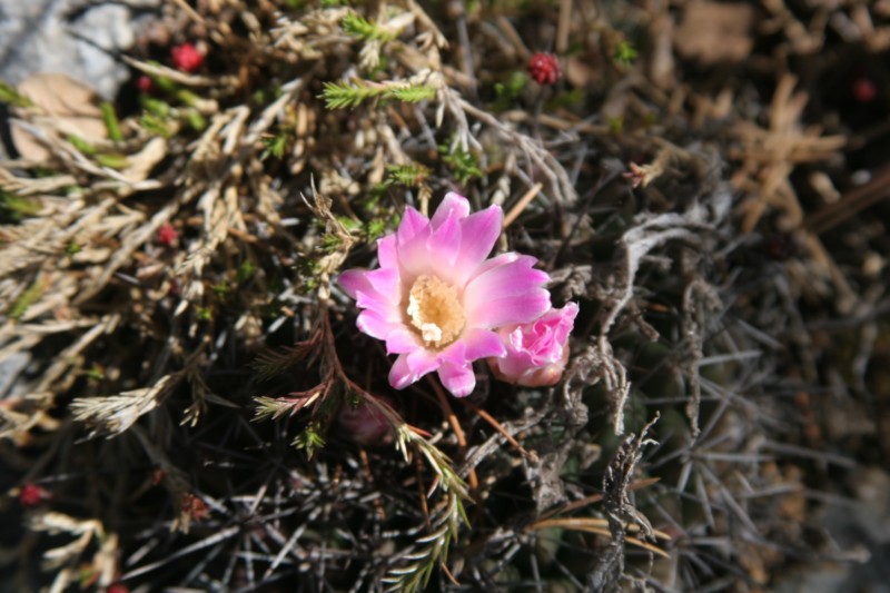 Mammillaria melanocentra Img_9628