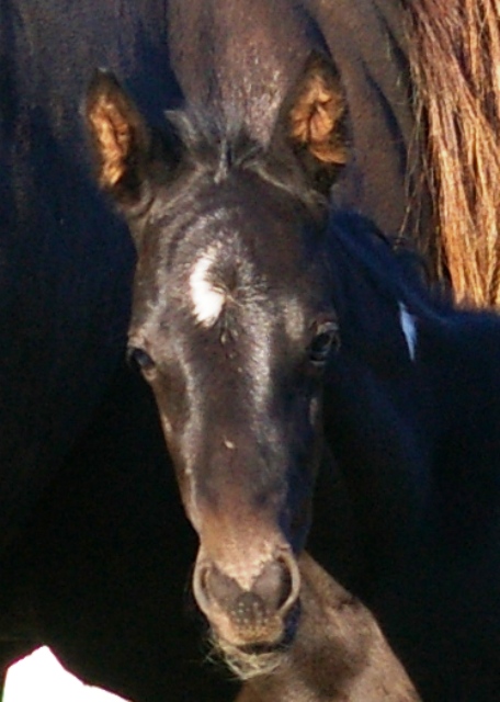 Calling all silver experts!-foal colour question Malone13
