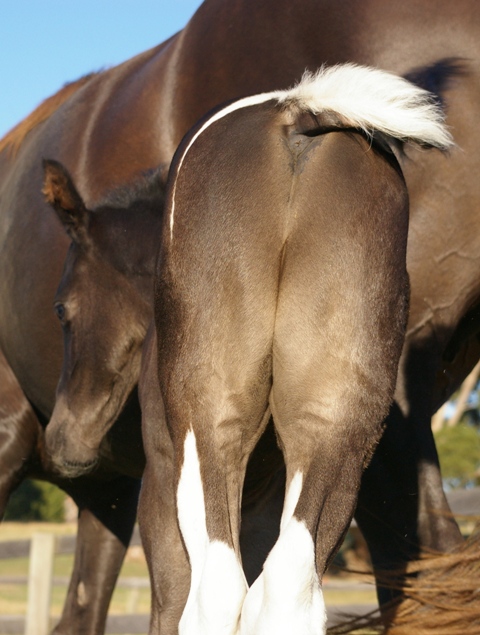 Calling all silver experts!-foal colour question Malone14