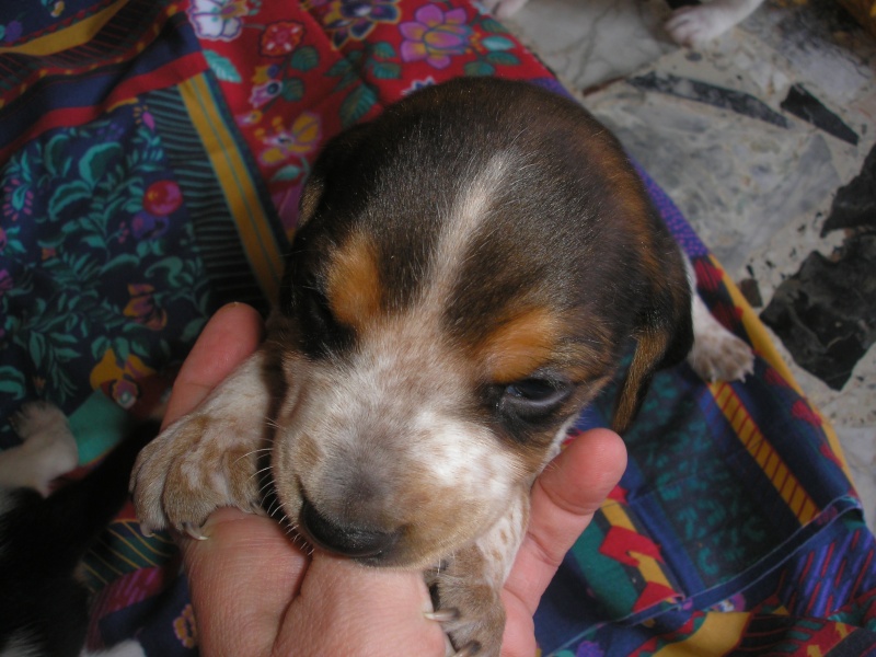 EXTREME URGENCEdans le 47 pour un couple de chiens et leurs 8/9 chiots de quelques jours! Adorab13