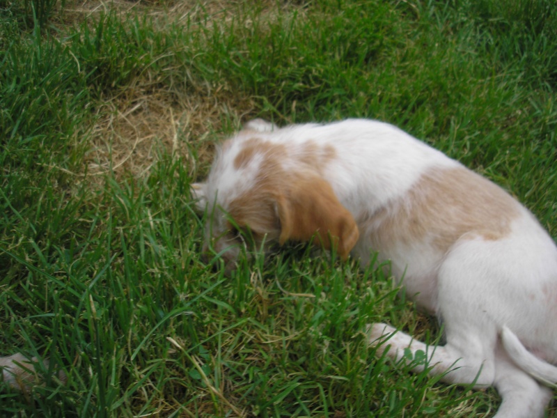 64 - couple chiens chasse x griffons avec 11 chiots ... trouvés dpt 47 Bb_d_a17