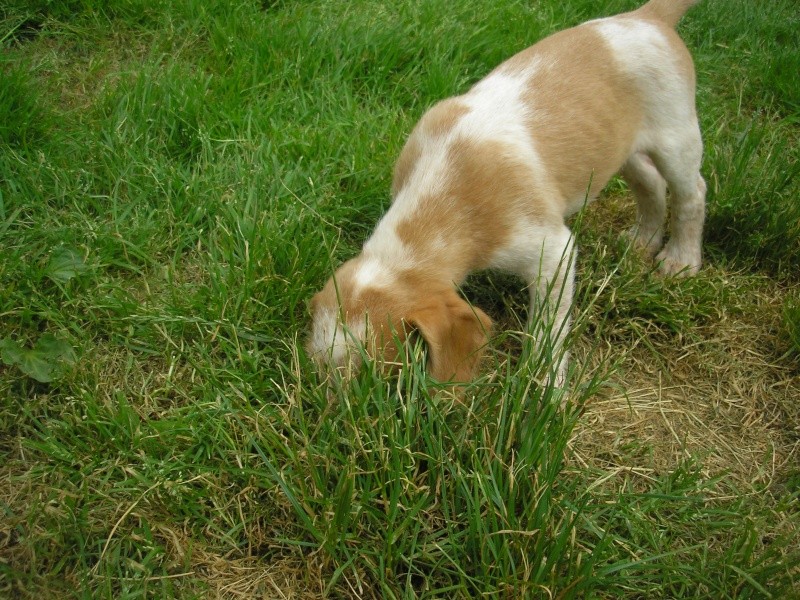 64 - couple chiens chasse x griffons avec 11 chiots ... trouvés dpt 47 Bb_d_a19