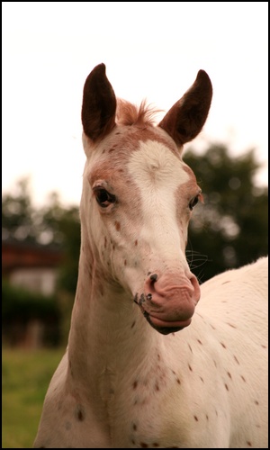 Pearl Harbor - Paint Horse ( Poulain ) - Judith. Poulai10