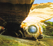 Mothra(monster) Mothra11