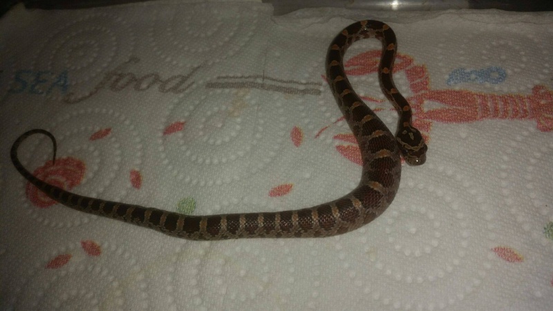 1ere photo de mon Pantherophis 12265710