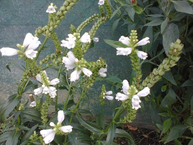 fleurs blanche // Physostégia ! Photo112