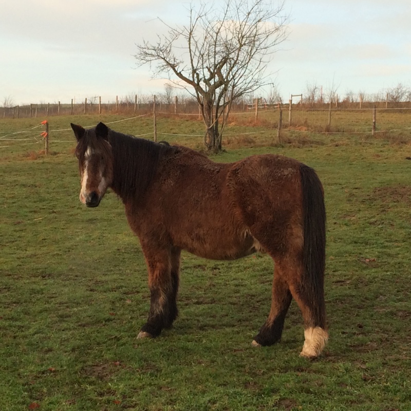 SAFRAN - Welsh Pony né en 1984 - adopté en janvier 2015 par Fabienne - Page 2 Safran12