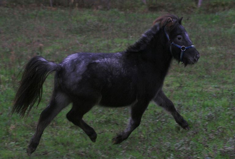 cheval miniature appaloosa E1011